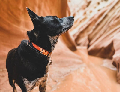 Hit The Hiking Trails With Our Durable Dog Collar: Your Dog's Perfect Companion