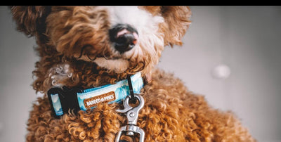 Choosing the Right Collar for Your Outdoor Dog: Why Our Collar is the Best Choice