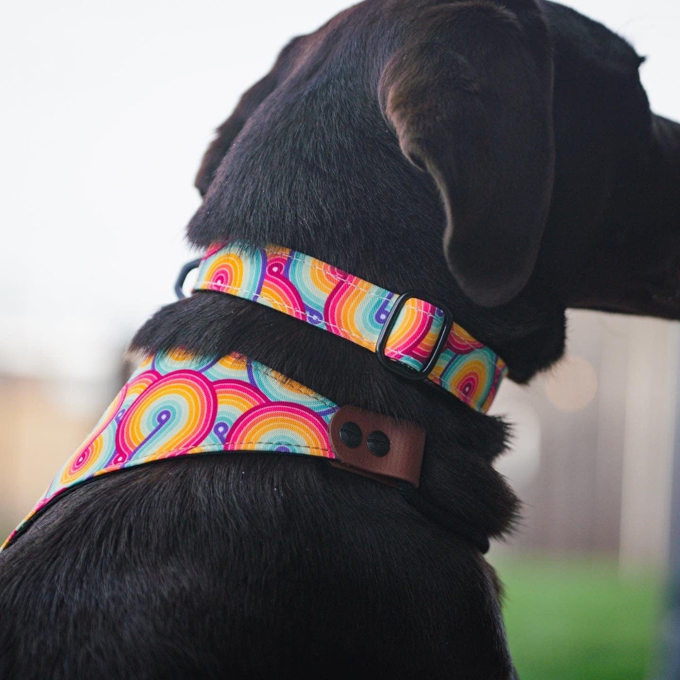 PRIDE Rainbow Swirl Dog Collar