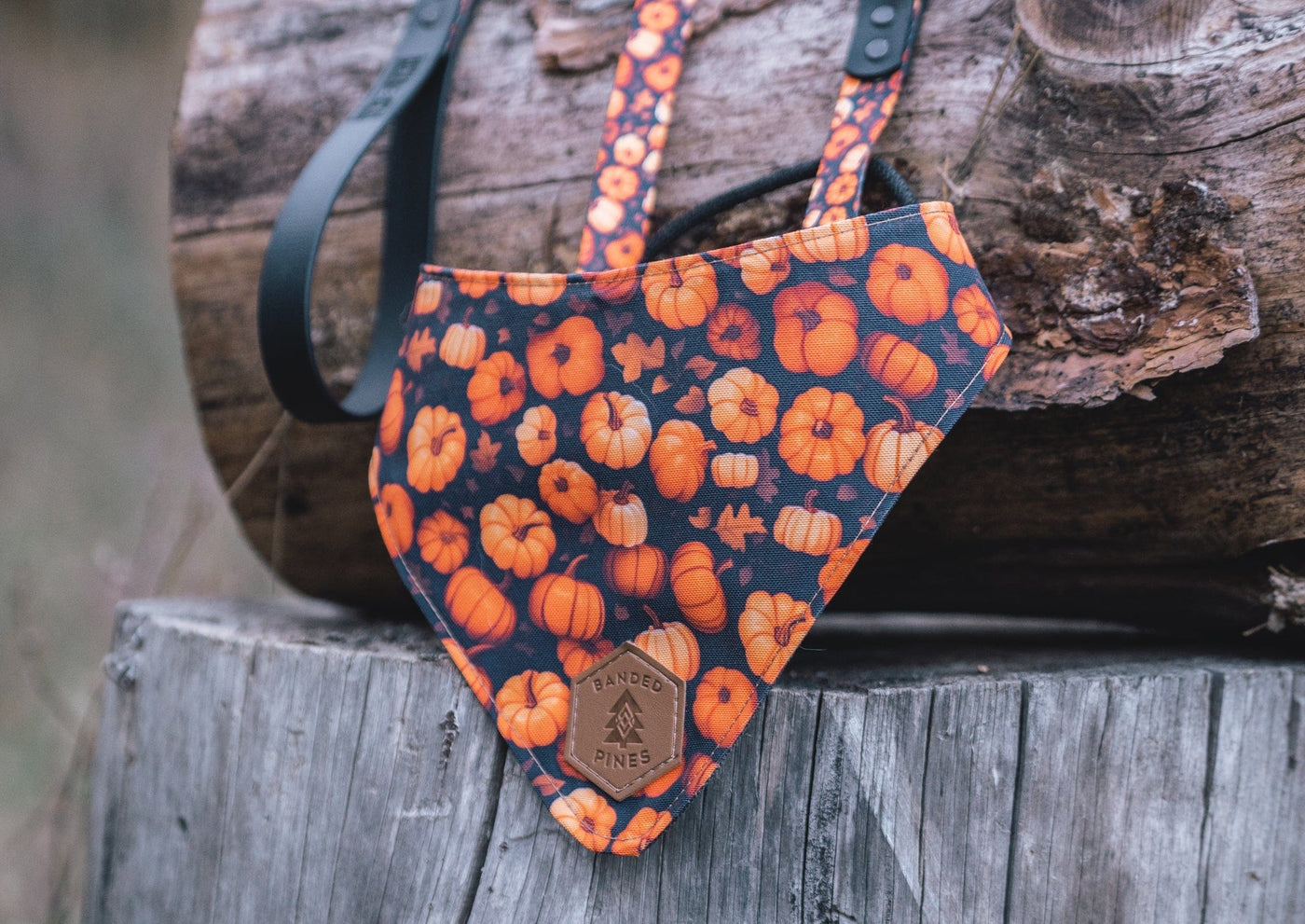Wander Kit with 5 ft Leash - Pumpkin Patch