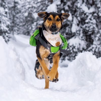 Peaceful Snow Slip-On Dog Bandana