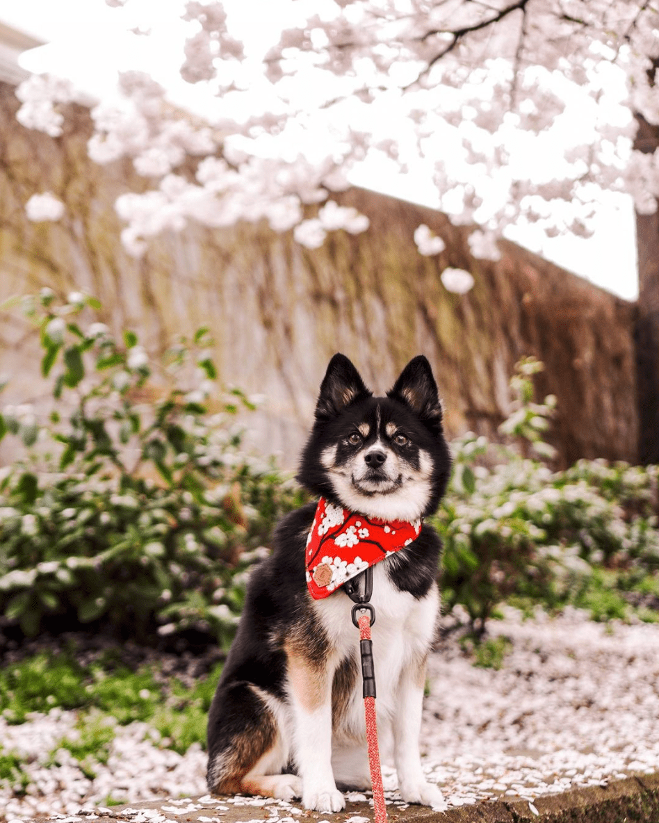 Sakura RED Slip-On Dog Bandana | Water Resistant | Durable