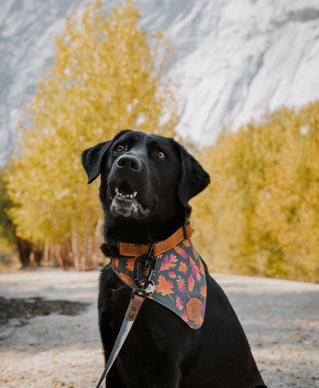 Crisp Autumn Slip-On Dog Bandana