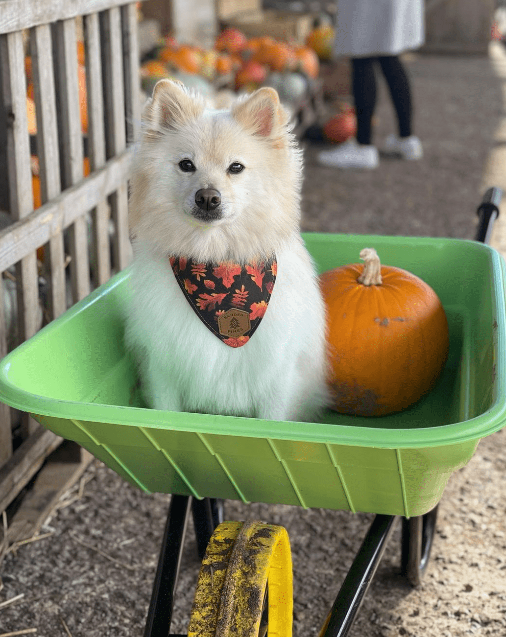 Crisp Autumn Dog Collar