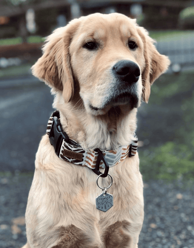 Fletching Dog Collar