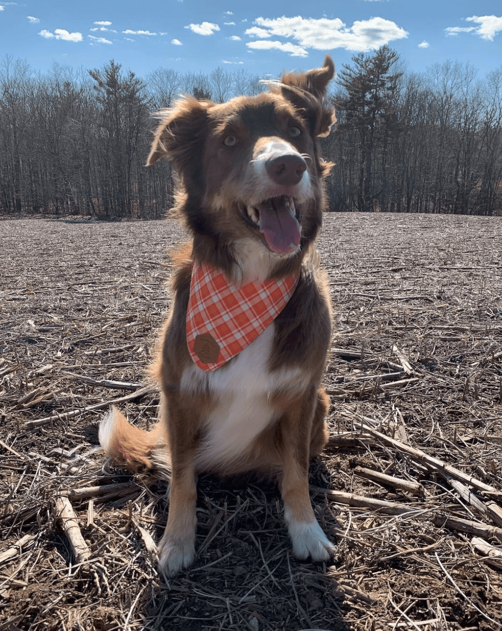 Candied Harvest Dog Collar