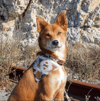 Totem Sage Dog Collar