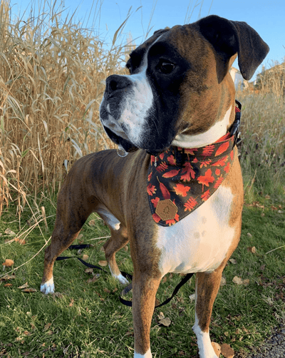 Crisp Autumn Dog Collar