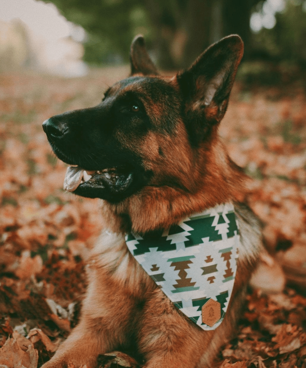 Totem Sage Dog Collar