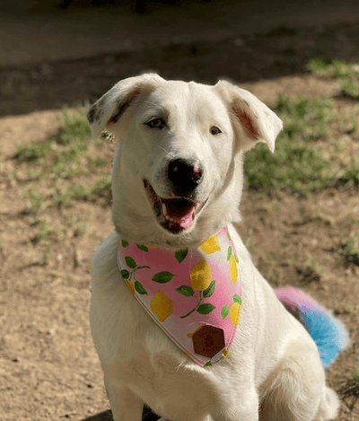 Pink Lemon Splash Dog Collar