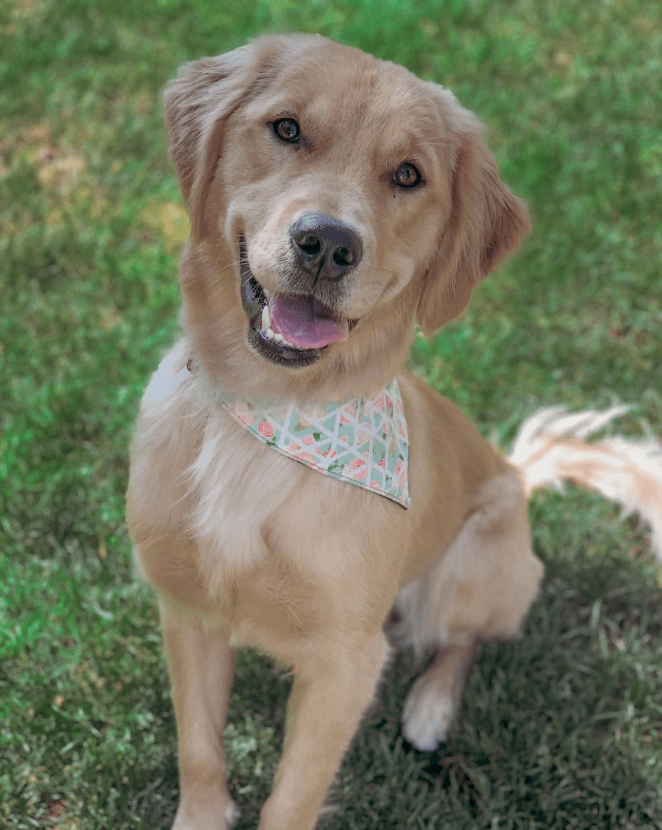Shattered Bloom Dog Collar