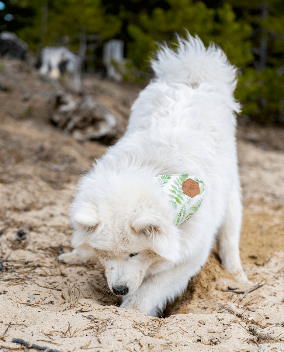 Forest Shade Dog Collar