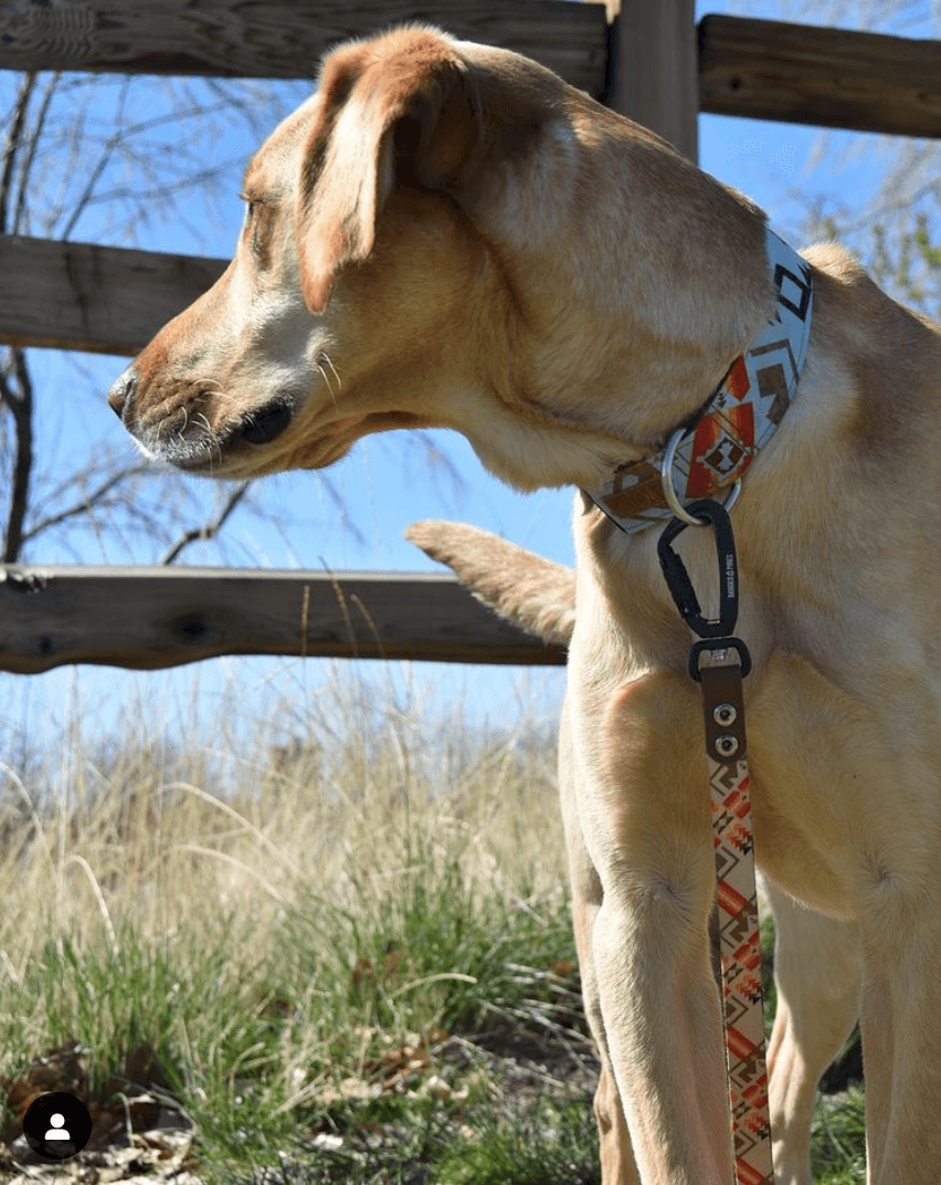 Adirondack Sun Dog Collar - Banded Pines