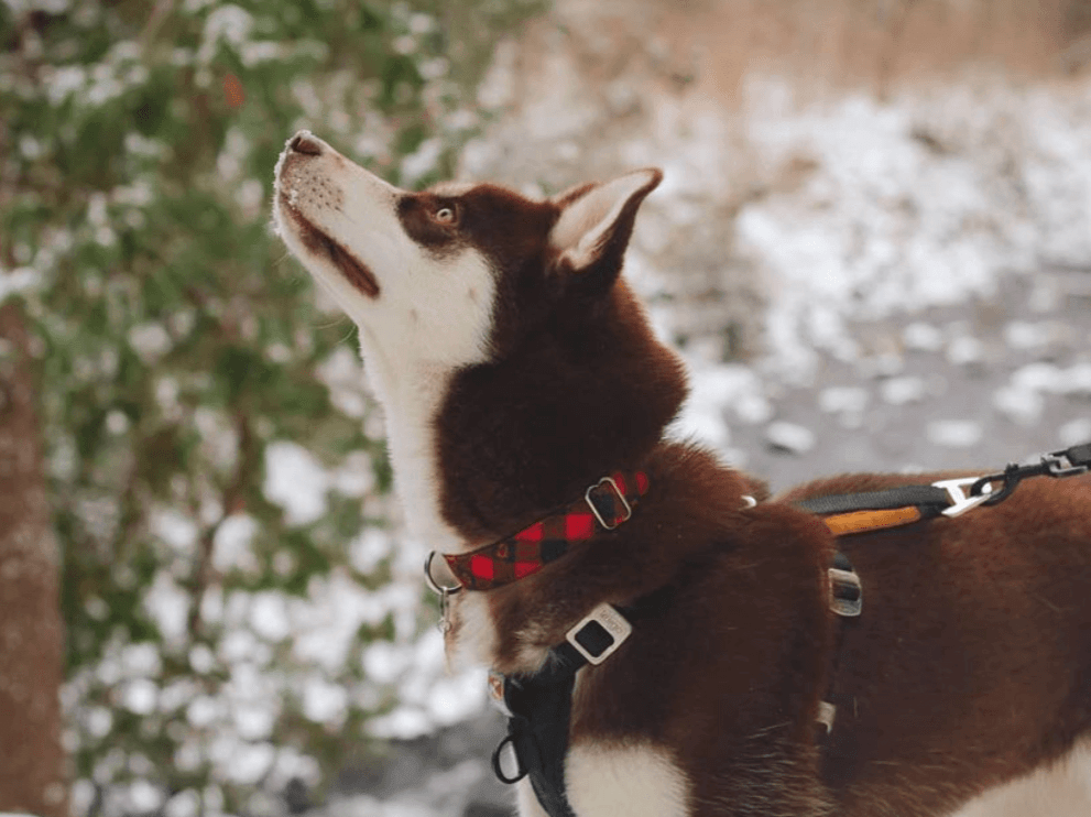 Buffalo Plaid RED Dog Collar - Banded Pines