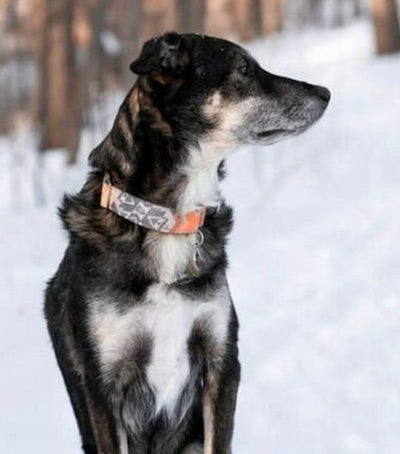 Canary Teton Dog Collar | FI COMPATIBLE - Banded Pines