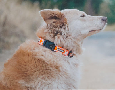 Candied Harvest Dog Collar - Banded Pines