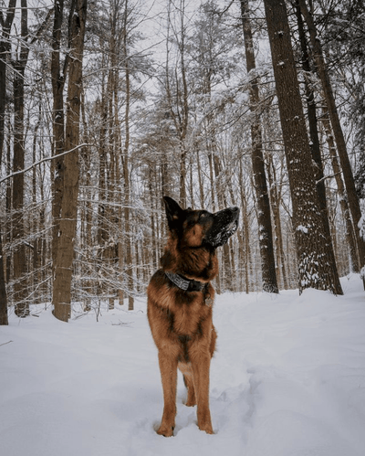 Elder Rune Dog Collar - Banded Pines