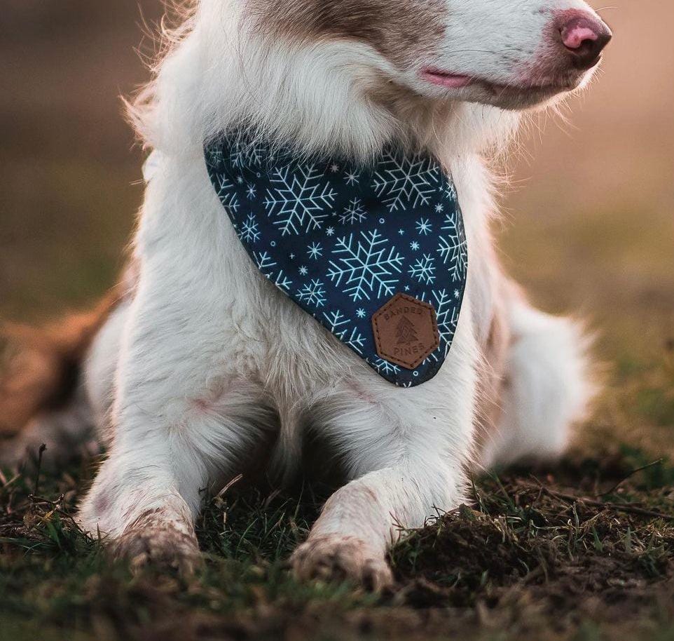 Frosted Sky Slip-On Dog Bandana | Water Resistant | Durable - Banded Pines