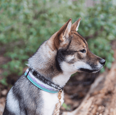 Geo Mountain Amethyst Dog Collar - Banded Pines