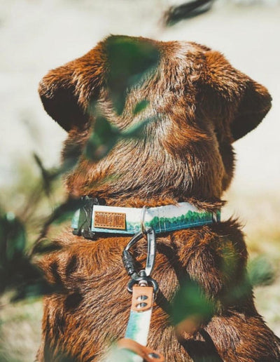 Geo Mountain Emerald Dog Collar - Banded Pines