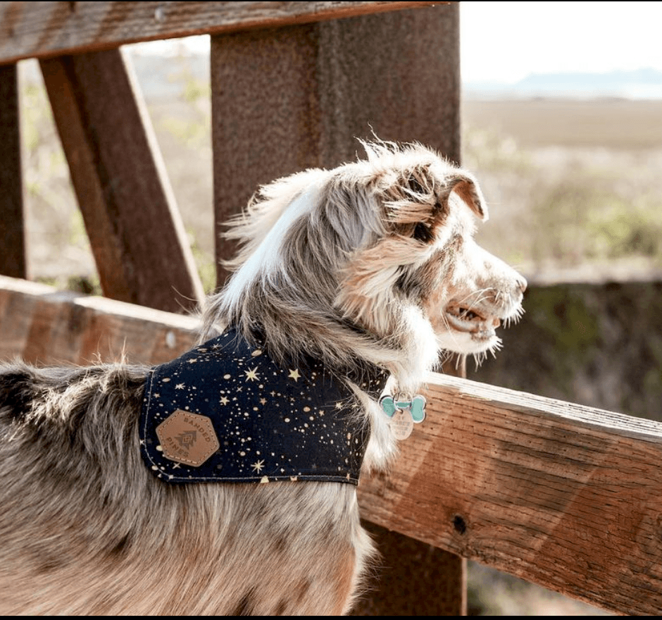 Gleaming Joy Dog Collar - Banded Pines