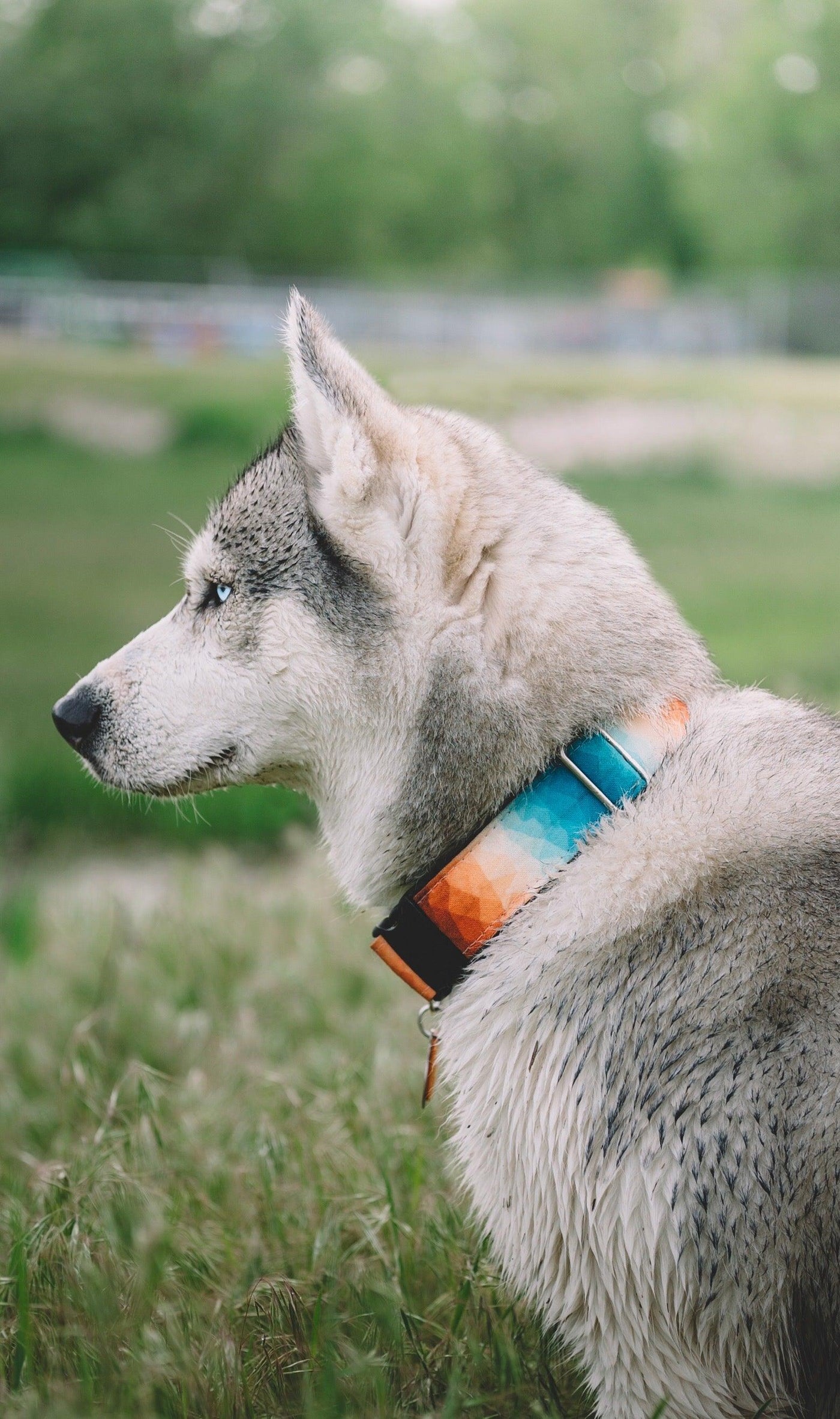 Halcyon Crystals Dog Collar - Banded Pines
