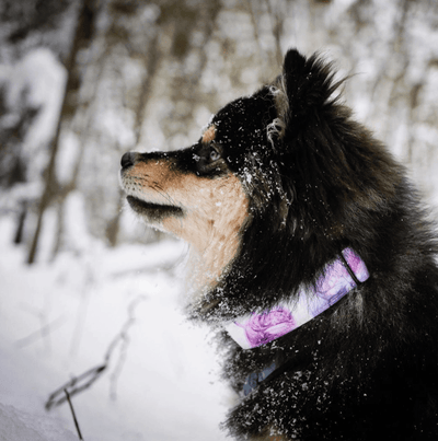 Ink Pools Dog Collar - Banded Pines