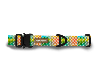 Marine Scales Dog Collar - Banded Pines
