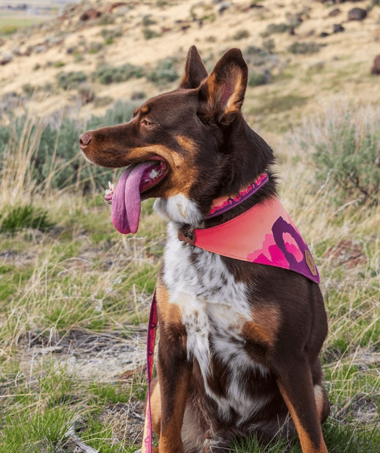 Nationals Dog Collar 