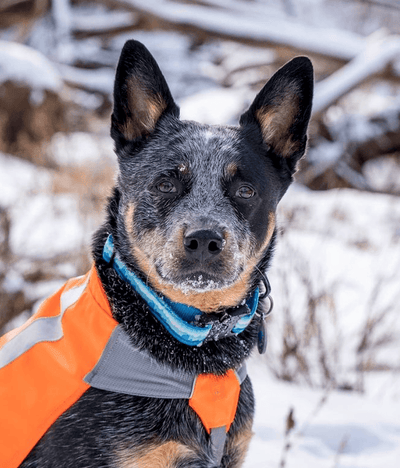 National Parks Tetons Dog Collar - Banded Pines