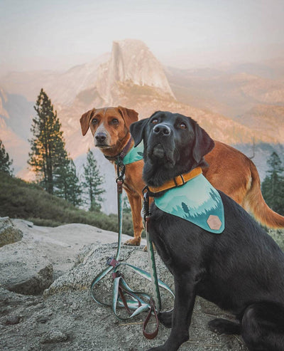 National Parks Yosemite Dog Collar - Banded Pines