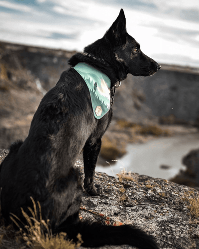 National Parks Yosemite Dog Collar - Banded Pines