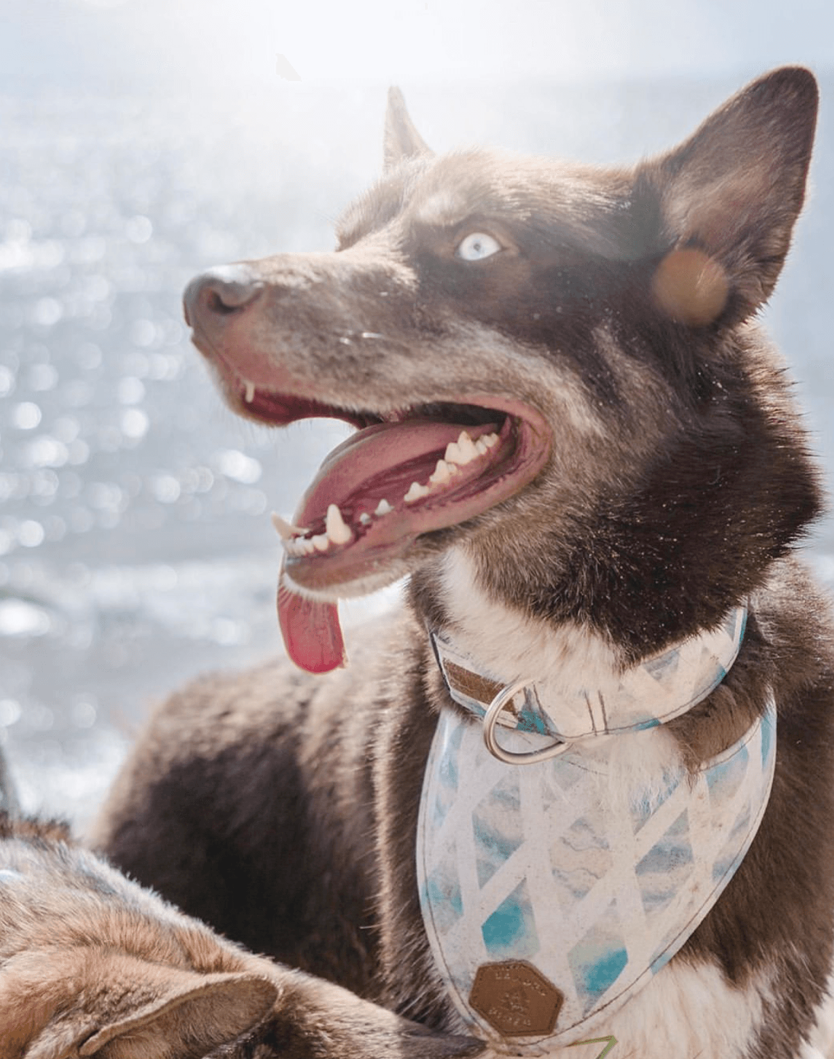 Salty Waves Dog Collar - Banded Pines