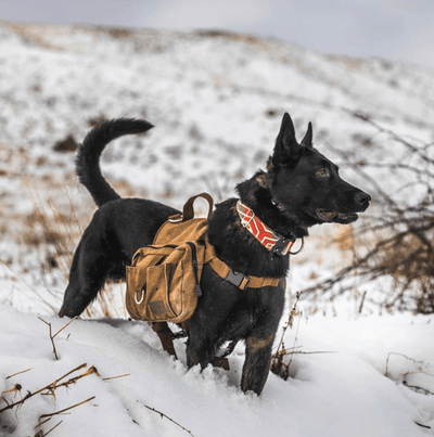 Scarlet Teton Dog Collar - Banded Pines