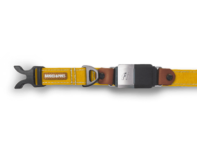 Solis Mustard Dog Collar | FI COMPATIBLE - Banded Pines