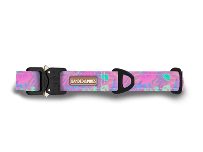 Space Candy Dog Collar | FI COMPATIBLE - Banded Pines