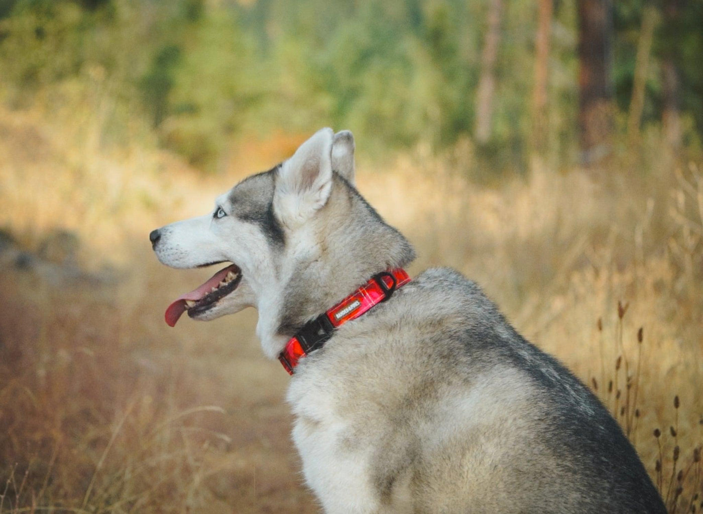 Sunrise Radish Dog Collar - Banded Pines