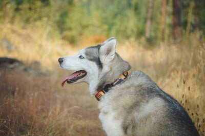 Sunset Dunes Dog Collar - Banded Pines