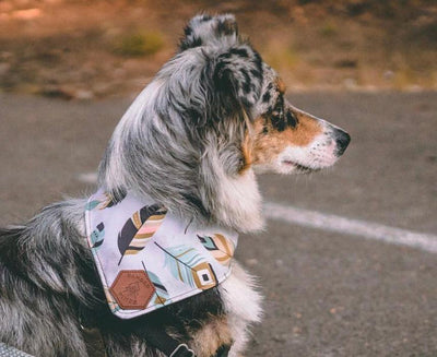 Tribal Falcon Slip-On Dog Bandana | Water Resistant | Durable - Banded Pines