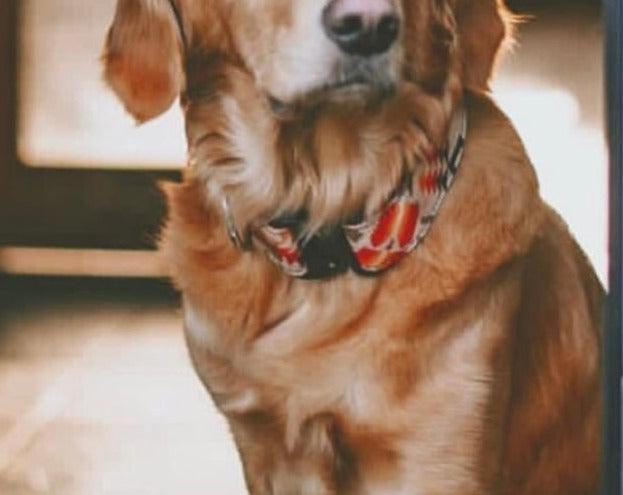 Warm Adirondack Sun Dog Collar - Banded Pines